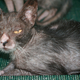 Image for article titled Humans create cat werewolves—and they're very cute and very spooky